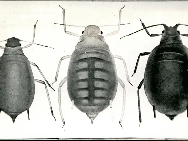 Condemnation Issued Against the Host of Brutal Cockfight Event in Shymkent